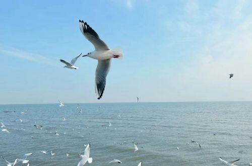 天津海鸥爆料事件视频曝光,事件真相引发公众关注  第2张